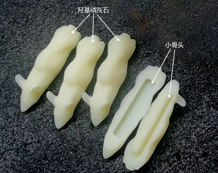 小鼠CT模体